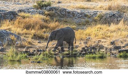 Stock Image - "Young African Elephant (Loxodonta africana) drinking at the Nuamses waterhole, Etosha National Park, Namibia, Africa". Fotosearch