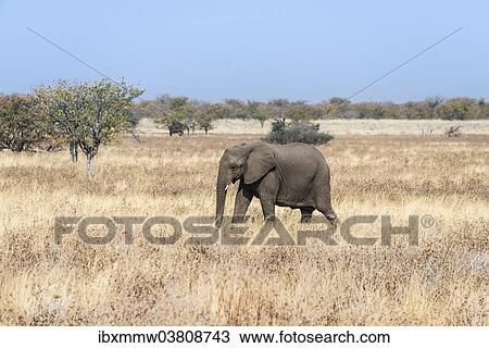 "Young African Elephant (Loxodonta africana) moves through dry bushland, Etosha National Park, Namibia, Africa" View Large Photo Image Stock Image - "Young African Elephant (Loxodonta africana) moves through dry bushland, Etosha National Park, Namibia, Africa". Fotosearch