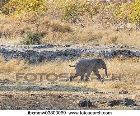 "Young African Elephant (Loxodonta africana), calf walking near the Nuamses waterhole, Etosha National Park, Namibia, Africa" View Large Photo Image Stock Photo - "Young African Elephant (Loxodonta africana), calf walking near the Nuamses waterhole, Etosha National Park, Namibia, Africa". Fotosearch