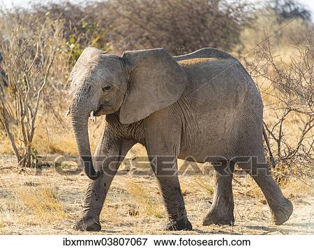 "Young African Elephant (Loxodonta africana), Etosha National Park, Namibia, Africa" View Large Photo Image Stock Photo - "Young African Elephant (Loxodonta africana), Etosha National Park, Namibia, Africa". Fotosearch