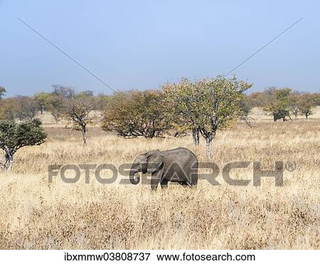 "Young African Elephant (Loxodonta africana) moves through dry bushland, Etosha National Park, Namibia, Africa" View Large Photo Image Stock Photo - "Young African Elephant (Loxodonta africana) moves through dry bushland, Etosha National Park, Namibia, Africa". Fotosearch