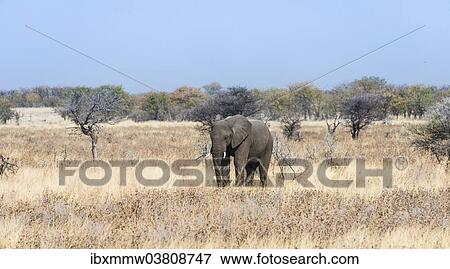 "Young African Elephant (Loxodonta africana) moves through dry bushland, Etosha National Park, Namibia, Africa" View Large Photo Image Stock Photo - "Young African Elephant (Loxodonta africana) moves through dry bushland, Etosha National Park, Namibia, Africa". Fotosearch
