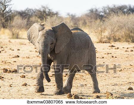 "Young African Elephant (Loxodonta africana), Etosha National Park, Namibia, Africa" View Large Photo Image Stock Photography - "Young African Elephant (Loxodonta africana), Etosha National Park, Namibia, Africa". Fotosearch