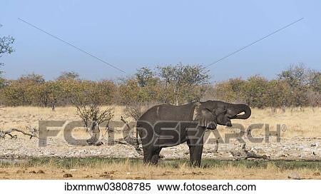 Stock Photography - "Young African Elephant (Loxodonta africana) drinking, Rietfontein waterhole, Etosha National Park, Namibia, Africa". Fotosearch