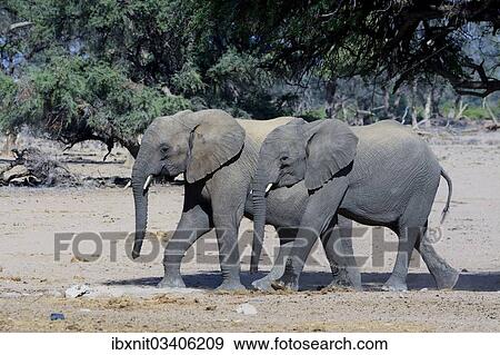 "Young African elephants (Loxodonta africana), desert elephants, Damaraland, Kunene Region, Namibia, Africa" View Large Photo Image Stock Photo - "Young African elephants (Loxodonta africana), desert elephants, Damaraland, Kunene Region, Namibia, Africa". Fotosearch