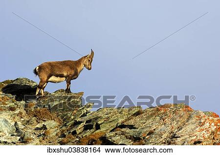 "Young Alpine Ibex (Capra ibex), Canton of Valais, Switzerland, Europe" View Large Photo Image Picture - "Young Alpine Ibex (Capra ibex), Canton of Valais, Switzerland, Europe". Fotosearch