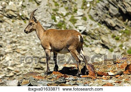 "Young Alpine ibex (Capra ibex) in the scree, Savoy Alps, France, Europe" View Large Photo Image Stock Image - "Young Alpine ibex (Capra ibex) in the scree, Savoy Alps, France, Europe". Fotosearch