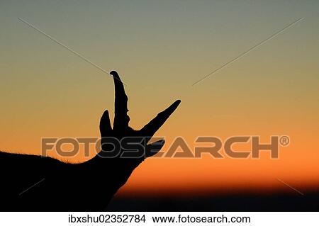 "Young Alpine Ibex (Capra ibex), silhouette, Bernese Oberland, Switzerland, Europe" View Large Photo Image Picture - "Young Alpine Ibex (Capra ibex), silhouette, Bernese Oberland, Switzerland, Europe". Fotosearch