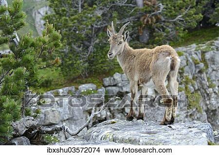 Picture - "Young Alpine Ibex (Capra ibex) standing on a rock slab, Bernese Oberland, Canton of Bern, Switzerland, Europe". Fotosearch