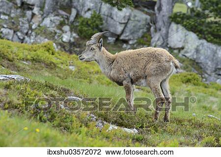 Stock Image - "Young Alpine Ibex (Capra ibex), Bernese Oberland, Canton of Bern, Switzerland, Europe". Fotosearch
