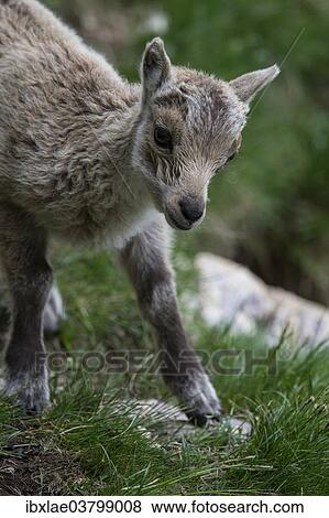 Stock Photo - "Young Alpine Ibex (Capra ibex), Graubunden, Switzerland, Europe". Fotosearch