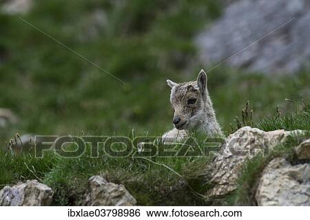 "Young Alpine Ibex (Capra ibex), Graubunden, Switzerland, Europe" View Large Photo Image Stock Photograph - "Young Alpine Ibex (Capra ibex), Graubunden, Switzerland, Europe". Fotosearch