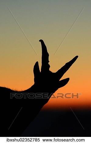 Stock Photography - "Young Alpine Ibex (Capra ibex), silhouette, Bernese Oberland, Switzerland, Europe". Fotosearch