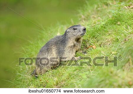 Young Alpine Marmot (Marmota marmota) View Large Photo Image Picture - Young Alpine Marmot (Marmota marmota). Fotosearch