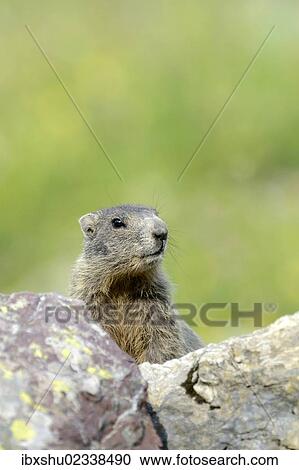 Stock Image - "Young Alpine Marmot (Marmota marmota) looking over a rock, Grisons, Switzerland, Europe". Fotosearch