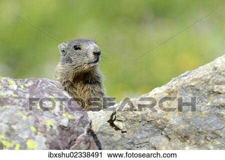 Stock Image - "Young Alpine Marmot (Marmota marmota) looking over a rock, Grisons, Switzerland, Europe". Fotosearch