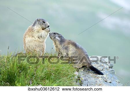 "Young Alpine Marmot (Marmota marmota) begging for food, Grossglockner, Hohe Tauern National Park, Tyrol, Austria, Europe" View Large Photo Image Stock Image - "Young Alpine Marmot (Marmota marmota) begging for food, Grossglockner, Hohe Tauern National Park, Tyrol, Austria, Europe". Fotosearch