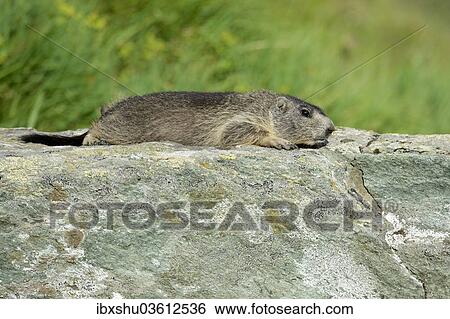 "Young Alpine Marmot (Marmota marmota) basking on a rock slab, Grossglockner, Hohe Tauern National Park, Tyrol, Austria, Europe" View Large Photo Image Stock Photograph - "Young Alpine Marmot (Marmota marmota) basking on a rock slab, Grossglockner, Hohe Tauern National Park, Tyrol, Austria, Europe". Fotosearch