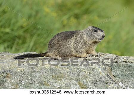 Stock Photograph - "Young Alpine Marmot (Marmota marmota) on a rock slab, Grossglockner, Hohe Tauern National Park, Tyrol, Austria, Europe". Fotosearch