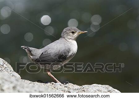 Stock Photograph - "Young American Dipper (Cinclus mexicanus), Tapanti National Park, Costa Rica, Central America, North America". Fotosearch