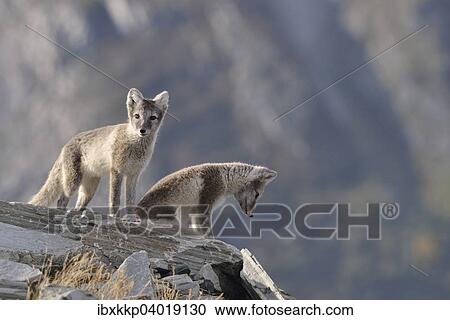"Young Arctic foxes (Vulpes lagopus, syn. Alopex lagopus) in Dovrefjell- Sunndalsfjella National Park, Norway, Europe" View Large Photo Image Stock Image - "Young Arctic foxes (Vulpes lagopus, syn. Alopex lagopus) in Dovrefjell- Sunndalsfjella National Park, Norway, Europe". Fotosearch
