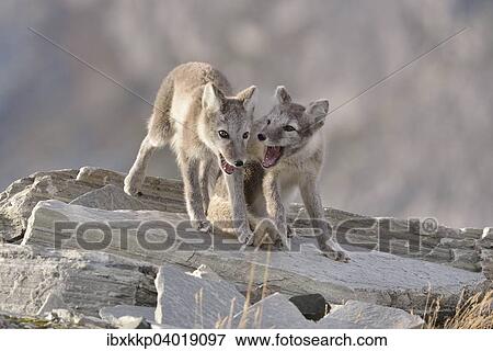 "Young Arctic foxes (Vulpes lagopus, syn. Alopex lagopus) playing, Dovrefjell- Sunndalsfjella National Park, Norway, Europe" View Large Photo Image Stock Photo - "Young Arctic foxes (Vulpes lagopus, syn. Alopex lagopus) playing, Dovrefjell- Sunndalsfjella National Park, Norway, Europe". Fotosearch
