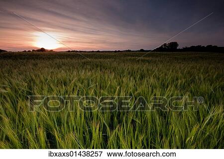 "Young barley field (Hordeum vulgare) in the last light of the evening, sunset, in Achried near Radolfzell, Baden-Wuerttemberg, Germany, Europe" View Large Photo Image Stock Photo - "Young barley field (Hordeum vulgare) in the last light of the evening, sunset, in Achried near Radolfzell, Baden-Wuerttemberg, Germany, Europe". Fotosearch