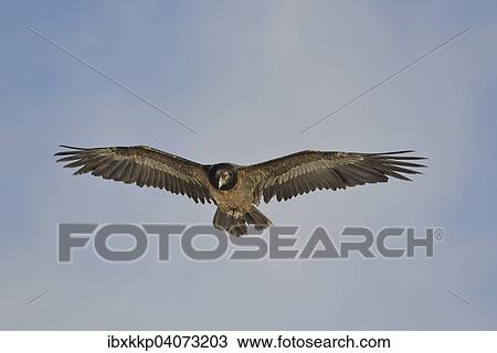 "Young bearded vulture (Gypaetus barbatus) in flight, Pyrenees, Catalonia, Spain, Europe" View Large Photo Image Stock Image - "Young bearded vulture (Gypaetus barbatus) in flight, Pyrenees, Catalonia, Spain, Europe". Fotosearch