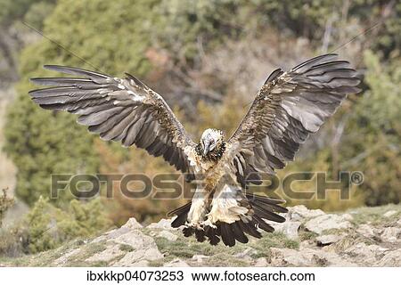 "Young bearded vulture (Gypaetus barbatus) landing, Pyrenees, Catalonia, Spain, Europe" View Large Photo Image Stock Image - "Young bearded vulture (Gypaetus barbatus) landing, Pyrenees, Catalonia, Spain, Europe". Fotosearch