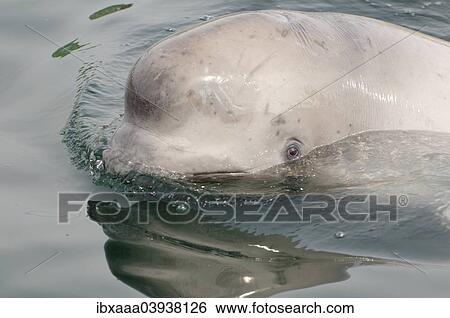 Stock Photograph - "Young Beluga Whale or White Whale (Delphinapterus leucas), Sea of Japan, Primorsky Krai, Russia, Europe". Fotosearch