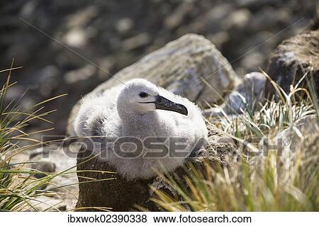 "Young Black-browed Albatross (Diomedea melanophrys) on a nest, Falkland Islands, Subantarctic, South America" View Large Photo Image Stock Photo - "Young Black-browed Albatross (Diomedea melanophrys) on a nest, Falkland Islands, Subantarctic, South America". Fotosearch