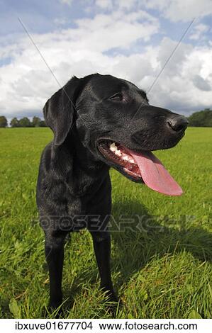 "Young black Labrador Retriever dog (Canis lupus familiaris) portrait, male, domestic dog" View Large Photo Image Picture - "Young black Labrador Retriever dog (Canis lupus familiaris) portrait, male, domestic dog". Fotosearch