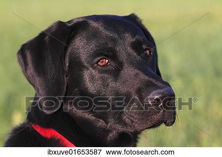 Young black Labrador Retriever dog (Canis lupus familiaris) portrait one-year-old male View Large Photo Image Stock Photo - Young black Labrador Retriever dog (Canis lupus familiaris) portrait one-year-old male. Fotosearch