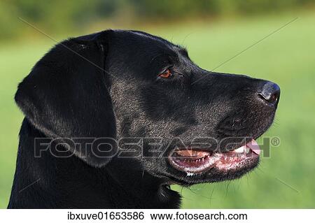 Young black Labrador Retriever dog (Canis lupus familiaris) portrait one-year-old male View Large Photo Image Stock Photograph - Young black Labrador Retriever dog (Canis lupus familiaris) portrait one-year-old male. Fotosearch