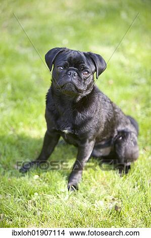 Young black male pug View Large Photo Image Picture - Young black male pug. Fotosearch