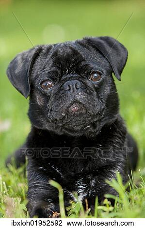 Stock Image - "Young black pub lying in a meadow, portrait". Fotosearch