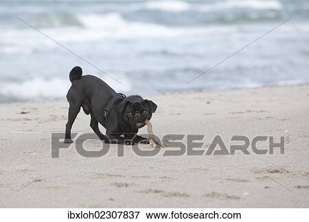 "Young black pug at the beach, chewing on a stick" View Large Photo Image Stock Photo - "Young black pug at the beach, chewing on a stick". Fotosearch
