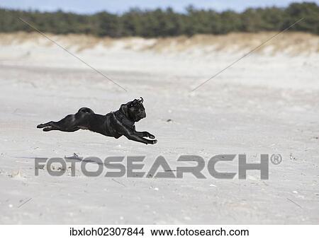 "Young black pug running on the beach, frolicking" View Large Photo Image Picture - "Young black pug running on the beach, frolicking". Fotosearch
