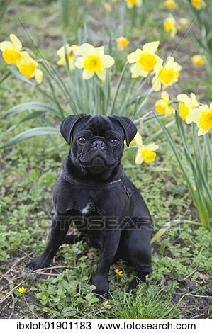 Young black pug sitting in front of daffodils View Large Photo Image Stock Image - Young black pug sitting in front of daffodils. Fotosearch