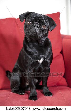 Young black pug sitting on a red sofa View Large Photo Image Stock Image - Young black pug sitting on a red sofa. Fotosearch
