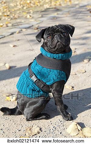 Picture - Young black pug wearing a sweater. Fotosearch