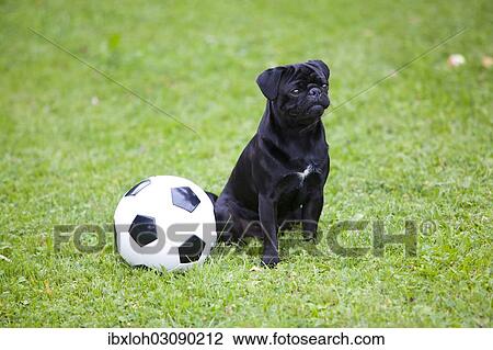 Young black pug with a football on a grass field View Large Photo Image Stock Image - Young black pug with a football on a grass field. Fotosearch