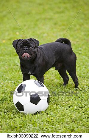 Stock Image - Young black pug with a football on a grass field. Fotosearch