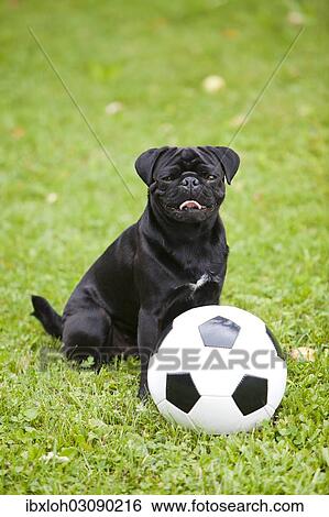Young black pug with a football on a grass field View Large Photo Image Stock Photograph - Young black pug with a football on a grass field. Fotosearch