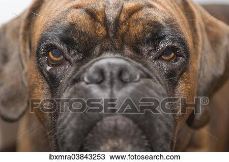 "Young Boxer, dog, looking bored, portrait" View Large Photo Image Stock Image - "Young Boxer, dog, looking bored, portrait". Fotosearch