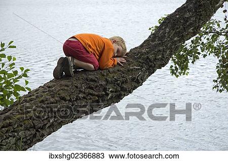 Stock Image - "Young boy climbing a tree, Pieper-See Lake, Salem, Schleswig-Holstein, Germany, Europe". Fotosearch