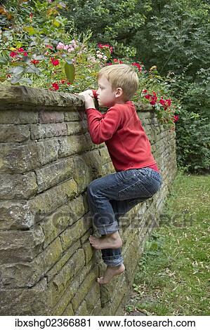 "Young boy climbing a wall, Seedorf, Schleswig-Holstein, Germany, Europe" View Large Photo Image Stock Image - "Young boy climbing a wall, Seedorf, Schleswig-Holstein, Germany, Europe". Fotosearch