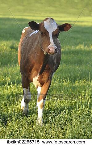Stock Photography - Young brown and white cow standing on the pasture. Fotosearch