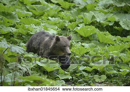 "Young brown bear (Ursus arctos), valley near Sinca Nova, Romania, Europe" View Large Photo Image Picture - "Young brown bear (Ursus arctos), valley near Sinca Nova, Romania, Europe". Fotosearch