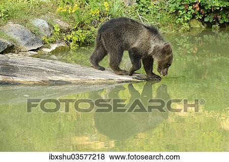 Stock Photo - "Young Brown Bear (Ursus arctos), drinking, with its reflection in the water, captive, Switzerland, Europe". Fotosearch